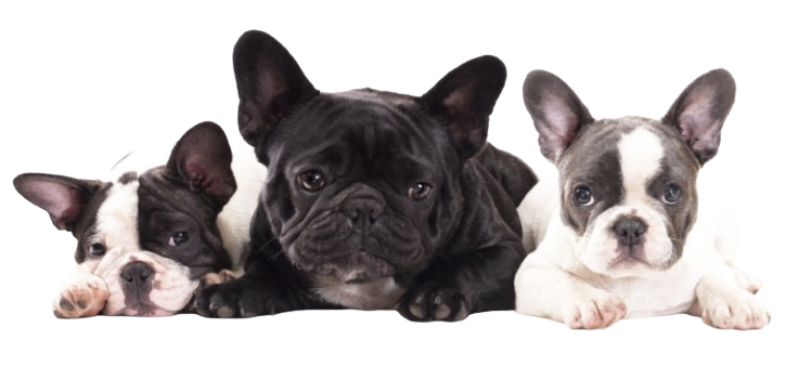 form-puppy-removebg-preview (1)